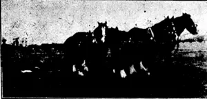 MR. JOE BENNY'S FOUR-HORSE TEAM. Driven by the owner, who was placed second in Class C for ploughing, and received the second prize for best dec orated four-horse team. (Ellesmere Guardian, 27 July 1928)