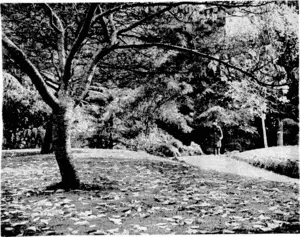Evening :Post" Phot*,;] r4fc autumn scene in the Botanical Garderu* (Evening Post, 09 May 1940)