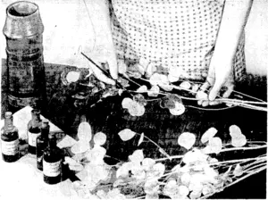 Honesty seedpods have a lovely silvery sheen, and are much in demand for decoration when flowers are scarce. The pods will take paint, and a few of the sprays coloured, and put with the natural ones, will make a gay jar or vase. (Evening Post, 11 May 1940)