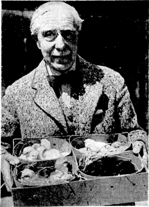 Pox thoto, Lord Bledisloe, former Governor-General of New Zealand, is running a large poultry farm, as well as cattle, pigs, and dairy herds, at Lrdncy Park, G! oucestcr shire, to assist Britain's food supplies. Lord Bledisloe is seen with some of his chicks. (Evening Post, 05 June 1940)