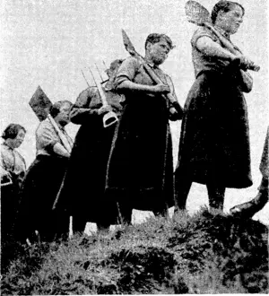 Women of> the Auxiliary Territorial Service in the Portsmouth district setting out for the gardens where they are growing vegetables to assist Britain's food supply. (Evening Post, 26 June 1940)