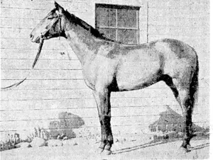 The two-year-old Drake's Drum, a grey half-brother by Theio .to Admiral Drake and Francis Drake. Drake's Drum is being prepared for this season's racing by Mrs. A. W. McDonald at Awapuni, and ivill carry the colours of his breeder, Mr. F. Armstrong. (Evening Post, 21 September 1940)