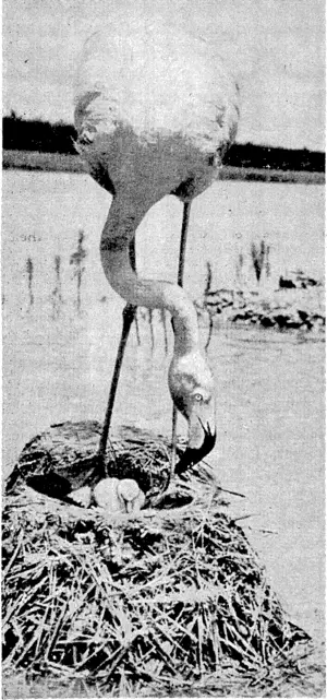 One.- of the.strangest of birds is the flamingo. It builds a conical nest ;of marl,' rich soil, out of the water, and surrounds it with ■Micks. The chicks have straight bills and short legs, and later change-to the style and colouring of the parent bird. (Evening Post, 27 January 1940)