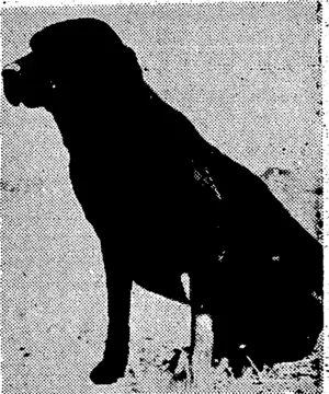 Mr. M. A. Rawlins's Labrador* Cleopatra May, winner of the retriever championship at the Hutt Valley «Kennel Club's gun-dog trials last weekend. (Evening Post, 27 January 1940)