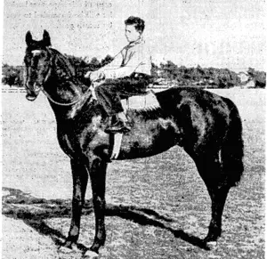 The Myosotis-Fortunio colt Gunyah, owned by Mr. J. T. Spears, a steward of the" Wellington Racing Club, and who will be one of ■Treiifham's representatives in. the Nursery Handicap at Masterton next week. This youngster had a run in the Wangamd Debutant . . Â• Stakes last, month. (Evening Post, 12 October 1940)
