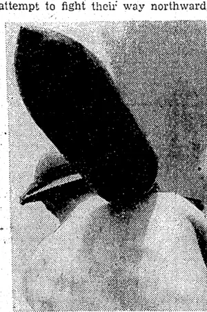 An armourer carrying one of the rockets which are fired from TypKoJoJis".'■ These aircraft are giving the closest support to the troops, operating from airstrips within three miles of the front. (Evening Post, 09 September 1944)