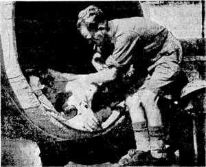 Heavy rain on the Italian battlefront has taxed the ingenuity of the Eighth Army campaigner, but it has been equal to the occasion. These men converted two great wine barrels into a billet which at least protected them from the weather. (Evening Post, 27 January 1944)