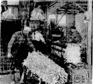 Workers baling waste paper in a dump conducted by the Salvation Army. (Evening Post, 24 February 1944)