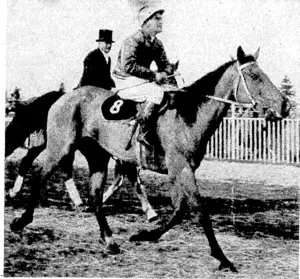 The favourite, Arabian Night, ridden by R. Heasley, returning to scale after winning the Grand National Hurdles al Riccarton on Saturday afternoon. (Evening Post, 13 August 1945)