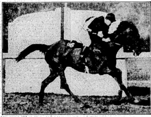 FAIRY .HERALD combs home alone in the Winter Oats Handicap at Trentham on Saturday. (Evening Post, 16 July 1928)