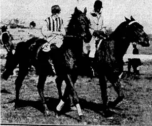 Evenlns Post" Photo. THE LAST HORSE IN THE BETTING.—LittIe Doubt, the rankest of outsiders,-returning.to the saddling paddock on Saturday afternoon at Auckland after winning the Avondale Cup from Maori Boy ■ and Valroe, (Evening Post, 28 September 1931)