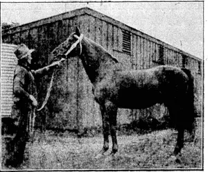 A DESCENDANT OF ST. SIMON.—Mr. W. T., Bailey's Stedfast stallion Musketoon, one'of the St. Simon line horses at the stud in ■'.:. the Dominion. (Evening Post, 22 September 1934)