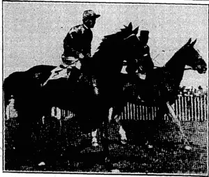 WINNER OF TWO CUPS. – Mr. R. J; Murphfs handsome mare Cuddle, winner of the New Zealand Cup at Riccarton,on November 9-and of.tthe Auckland Cup on BoxingJDay* (Evening Post, 28 December 1935)