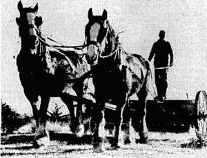 Uvenlng Post" I'lioto. Distributing manure at Find; House, Bulls, (Evening Post, 14 June 1937)