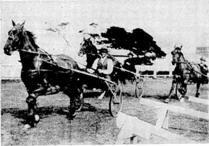 Erenlnß ■ Post" Photo. Worthy Need leading Ropala (white face) and Stepson in trials at. Butt Park • yesterday . morning. These ' horses . are engaged at tomorrow's meeting.' (Evening Post, 10 September 1937)