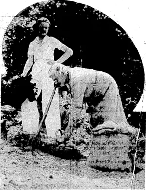 Kvenlng PostJ'J Photo. Harvesting potatoes in ac pttage garden in the city. ■'<* (Evening Post, 11 February 1937)