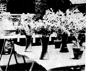 Evening Post" " Photo. A small corner-of,the collection of native: flora ,at [the ''Dominion Museum,' The-.display-was officially opened this afternoon Ibyhhe. •Minister.of,Lands;(the Hon. Fj'LangstoneJ,' (Evening Post, 02 December 1937)