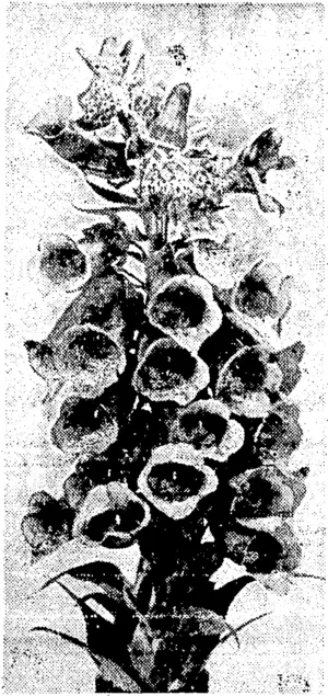 Evening lJost" Photo. A floral freak—a common or purple foxglove which, at the peak of the stem, developed a single cup-like flower with a prominent boss in the centre. It' was grown in the garden of Mrs. F. de J. Clere, Bolton Street. (Evening Post, 02 December 1937)