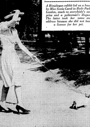 A Himalayamrabbit1 led on a leash byMiss'Sonia Carol in Hyde Park, London, much >to everybody's surprise and a policeman's disgust. The latter, took her name and • address because she did not have a licence for her pet. (Evening Post, 01 July 1939)