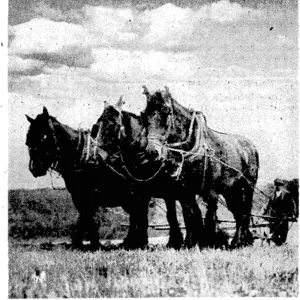 Sport and General" Photo. Ploughing Fingest, Buckinghamshire, where farmers, like those of other parts of Britain, are .pushing ahead ivith their preparations forwinter sowing, backed by[the'Government. (Evening Post, 07 October 1939)