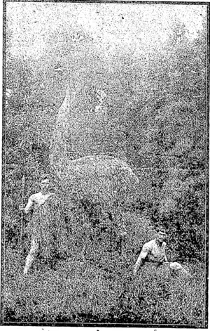 THE MAORI AND THE MOA. (Feilding Star, 16 December 1911)