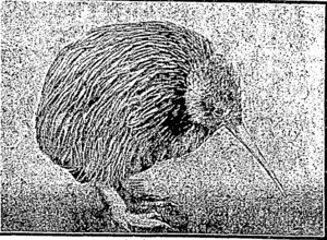A NATIVE OF MAORILAND. The Tokoweka or Roa—better known as tlie large brown kiwi. (Feilding Star, 23 December 1911)