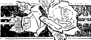 Untitled Illustration (Hawera & Normanby Star, 21 December 1905)