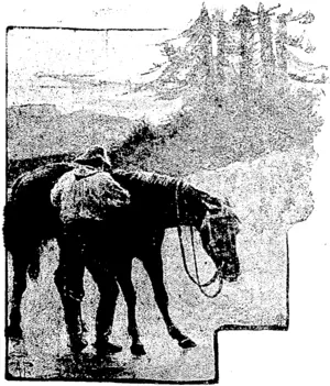 Deverell took off the saddle. (Kaipara and Waitemata Echo, 19 June 1914)