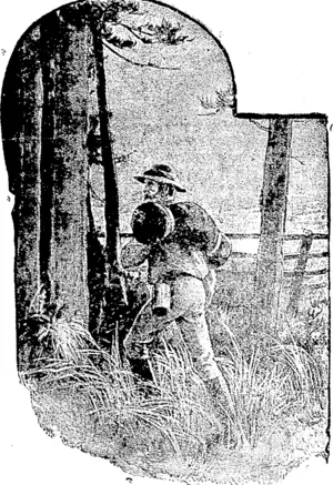 A Man tramped into the Pines (Kaipara and Waitemata Echo, 19 June 1914)