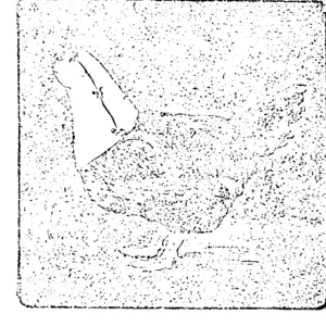 Untitled Illustration (Kaipara and Waitemata Echo, 27 November 1914)