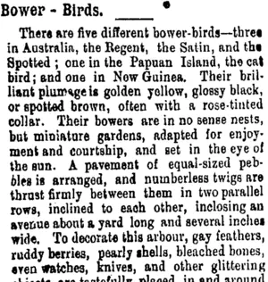 Bower – Birds. (Taranaki Daily News 22-2-1906)