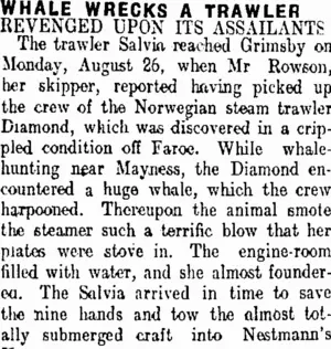 WHALE WRECKS A TRAWLER. (Taranaki Daily News 6-11-1907)