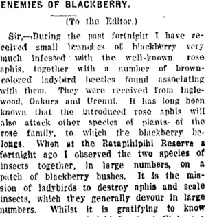 ENEMIES OF BLACKBERRY. (Taranaki Daily News 11-12-1920)