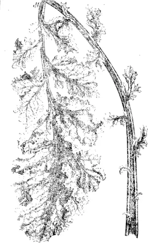 A Root Leaf, Natural Size.���(Original.) (Taranaki Herald, 04 April 1903)