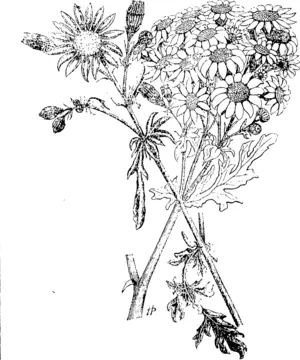 Portionts o�� Stems, fihowing Flowers, Buds, and Bttm] Liav<e.-(Original (Taranaki Herald, 04 April 1903)