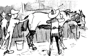 Groom : I reckon a good hard feed or two, a clean scrub, and free, use of the dippers will do a lot to please Dick Seddon's horse experts. (Observer, 08 March 1902)