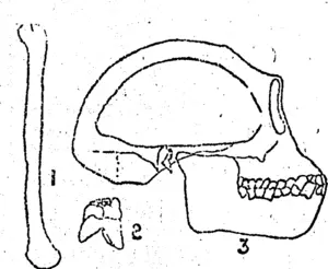 Skull, Bone and Tooth. . ,'. . (Star, 14 September 1896)