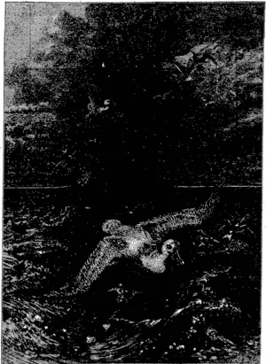 A VERITABLE WRECK, SHE DRITTS BEFOHE TirE GALS." (Waikato Times, 23 December 1882)