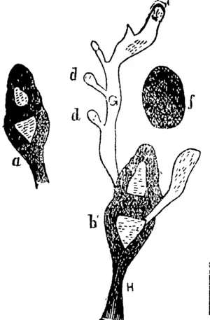 Fig. 1.—spore geuminating. (Waikato Times, 04 August 1883)