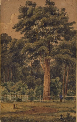 [Smith, William Mein] 1799-1869 :Totara at Pihautea. [1849 or later]
