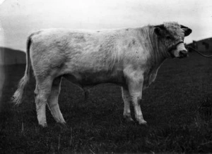 Shorthorn bull