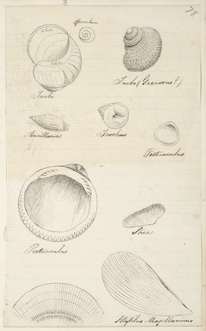 [Buchanan, John], 1819-1899 :Operculum. Turbo. Ancillaria. Trochus. Petunculus. Stroa. Mytilus Magellanicus. [Shells. ca 1860s-1890s]