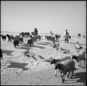 2nd NZEF 6th Infantry Brigade waits for shepherd and flock to pass, Egypt