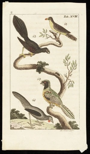 Schmuzer, J J, fl 1795-1810 :[South Island kokako and other birds] Tab XVIII. [ca 1795]