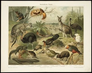 Mutzel, Gustav, 1839-1893 :Australische Fauna ... 7. Nestorpapagei. 8. Eulenpapagei ... 12. Kiwi ... 15. Bruekenbeidechse. [ca 1880]