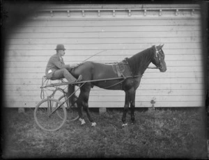 A unidentified man in a trotting sulky behind the horse, at the back of the stables, possibly Christchurch district