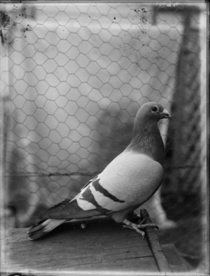 Caged carrier or racing pigeon, possibly Christchurch district