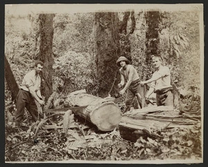 Timber workers sawing logs