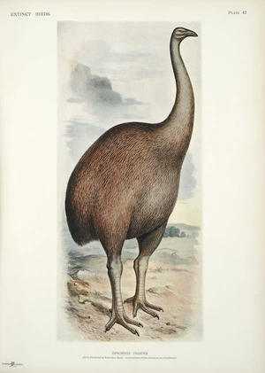Frohawk, Frederick William, 1861-1942 :Dinornis ingens (one-eleventh natural size - restoration from skeleton and feathers). 1906.