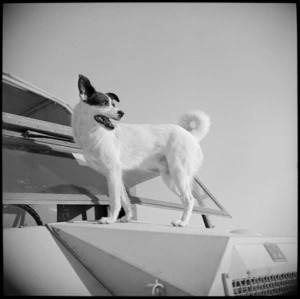 Whisky, the canine mascot of 6 NZ Infantry Brigade, Egypt
